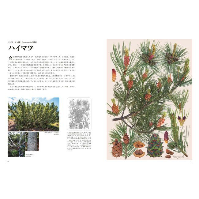 樹木譜 | SHUGAKUSO ONLINE